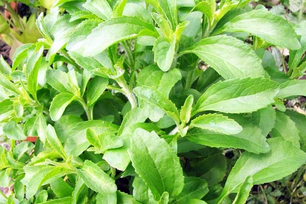 Is Consuming Stevia Bad for Blood Sugar Levels? Is Consuming Stevia Bad for Blood Sugar Levels?